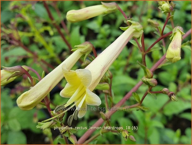 Phygelius rectus 'Lemon Teardrops' | Kaapse fuchsia | Kapfuchsie