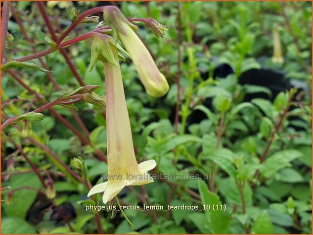 Phygelius rectus 'Lemon Teardrops' | Kaapse fuchsia | Kapfuchsie