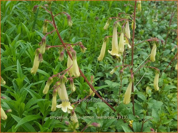 Phygelius rectus 'Lemon Teardrops' | Kaapse fuchsia | Kapfuchsie