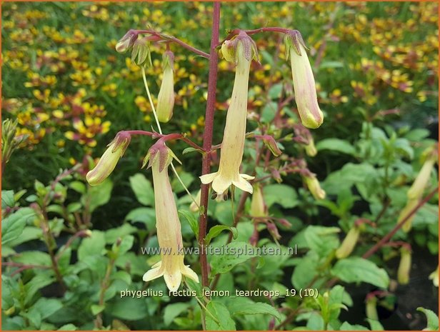 Phygelius rectus 'Lemon Teardrops' | Kaapse fuchsia | Kapfuchsie