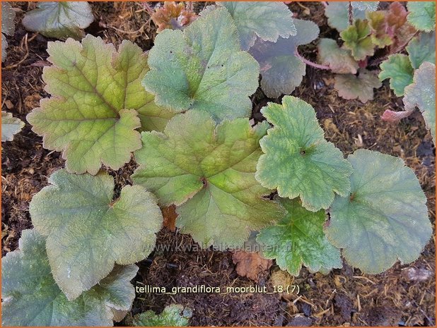 Tellima grandiflora 'Moorblut' | Franjekelk, Mijterloof | Falsche Alraunwurzel