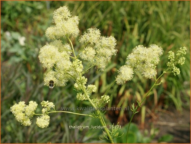 Thalictrum lucidum | Ruit | Glänzende Wiesenraute