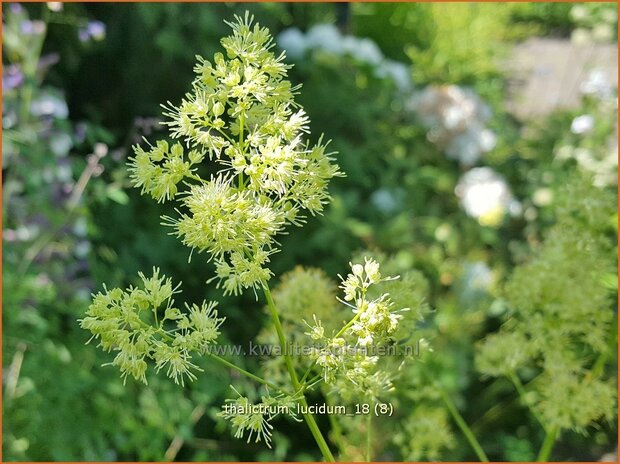 Thalictrum lucidum | Ruit | Glänzende Wiesenraute