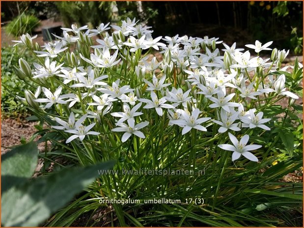 Ornithogalum umbellatum | Gewone vogelmelk, Vogelmelk | Dolden-Milchstern