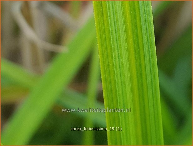 Carex foliosissima | Zegge | Blattreiche Segge