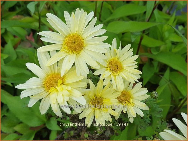 Chrysanthemum 'Lichtkuppel' | Tuinchrysant, Chrysant | Herbstchrysantheme