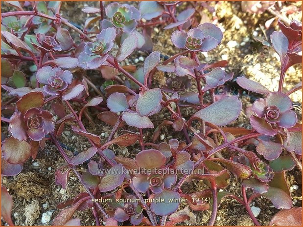 Sedum spurium 'Purple Winter' | Kaukasische muurpeper, Roze vetkruid, Vetkruid | Kaukasus-Fettblatt