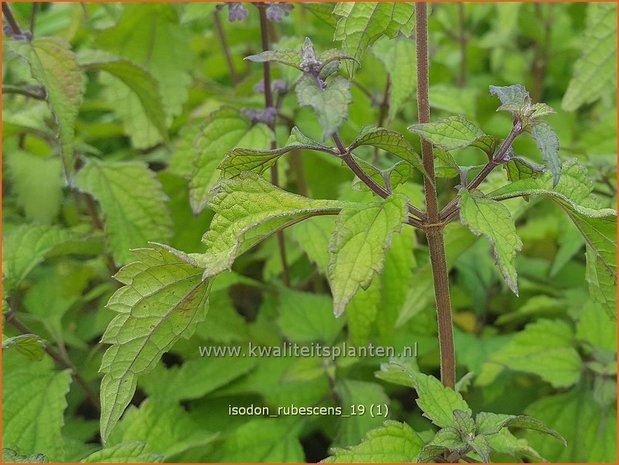 Isodon rubescens | Chinesische Buschnessel