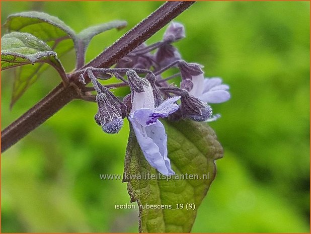 Isodon rubescens | Chinesische Buschnessel