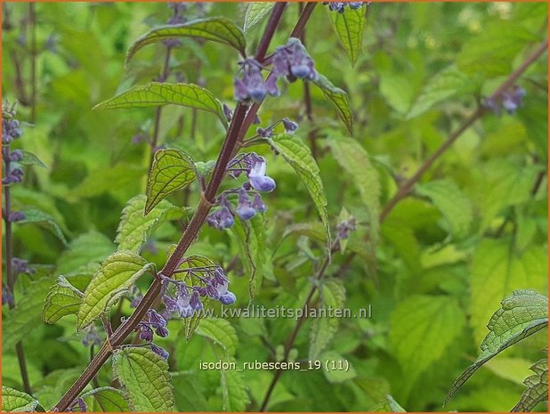 Isodon rubescens | Chinesische Buschnessel