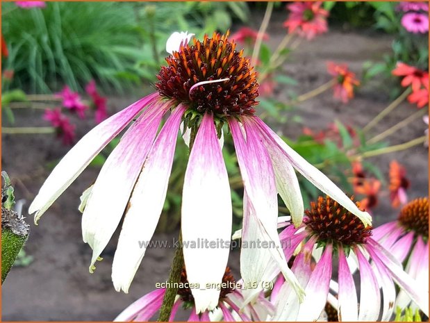 Echinacea purpurea 'Engeltje' | Rode zonnehoed, Zonnehoed | Roter Sonnenhut