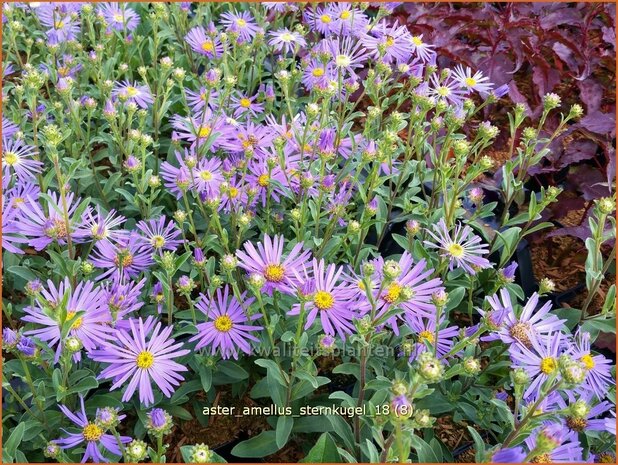 Aster amellus 'Sternkugel' | Bergaster, Aster | Bergaster