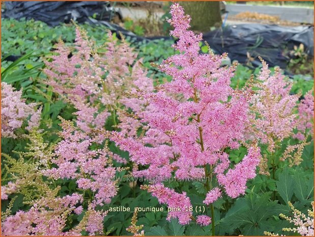 Astilbe 'Younique Pink' | Pluimspirea, Spirea | Prachtspiere