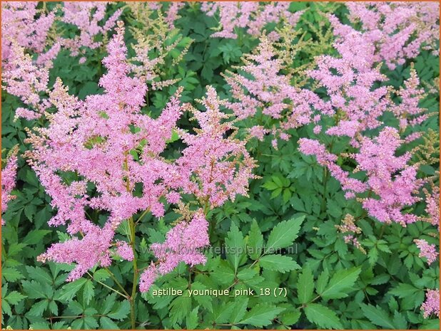 Astilbe 'Younique Pink' | Pluimspirea, Spirea | Prachtspiere