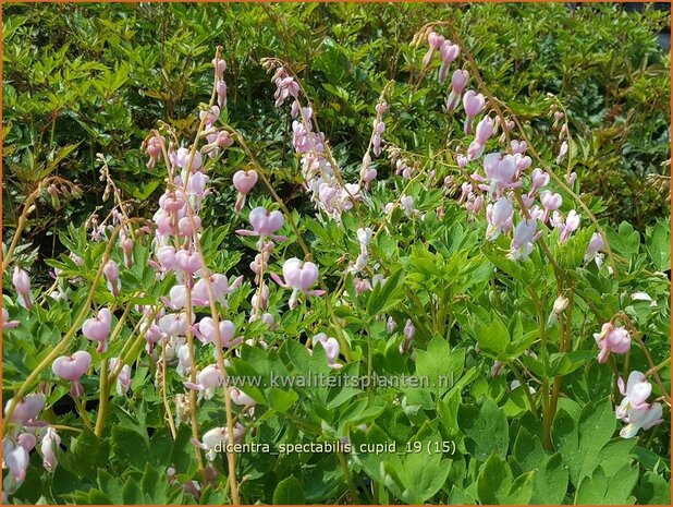 Dicentra spectabilis 'Cupid' | Gebroken hartje, Tranend hartje | Hohe Herzblume