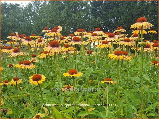 Echinacea purpurea 'Rainbow Apricot' | Rode zonnehoed, Zonnehoed | Roter Sonnenhut