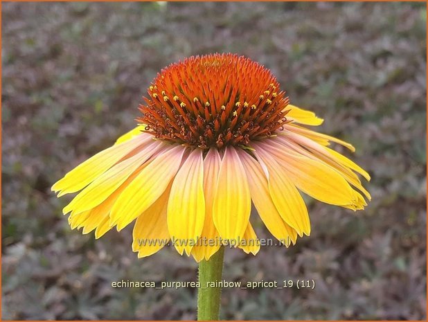 Echinacea purpurea 'Rainbow Apricot' | Rode zonnehoed, Zonnehoed | Roter Sonnenhut