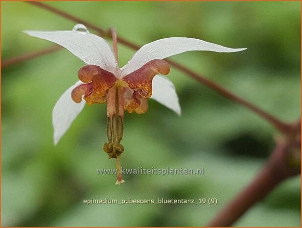 Epimedium pubescens 'Blütentanz' | Elfenbloem | Flaumhaarige Elfenblume