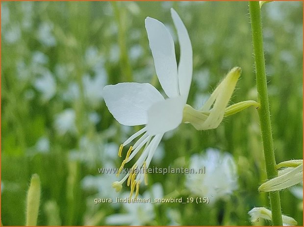 Gaura lindheimeri 'Snowbird' | Prachtkaars, Vlinderkruid | Prachtkerze