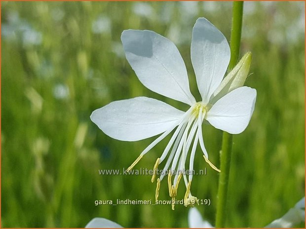 Gaura lindheimeri 'Snowbird' | Prachtkaars, Vlinderkruid | Prachtkerze