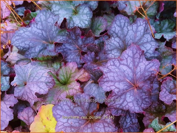 Heuchera 'Rex Purple' | Purperklokje | Purpurglöckchen