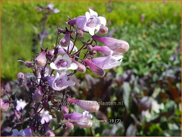 Penstemon digitalis 'Dark Towers' | Slangenkop, Schildpadbloem | Fingerhutförmiger Bartfaden