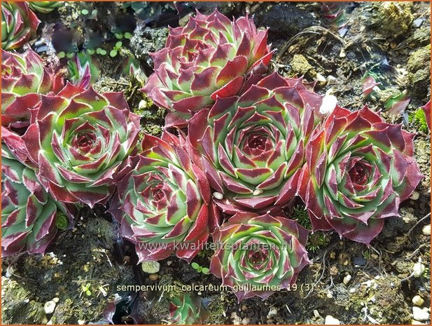 Sempervivum calcareum 'Guillaumes' | Huislook, Donderblad | Kalk-Steinrose