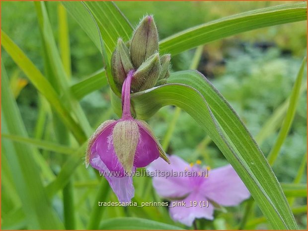 Tradescantia 'Perinne's Pink' | Eendagsbloem, Vaderplant, Matrozensla | Dreimasterblume