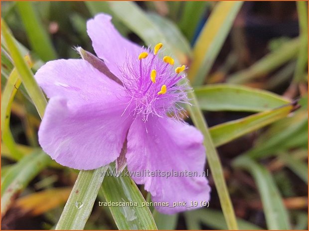 Tradescantia 'Perinne's Pink' | Eendagsbloem, Vaderplant, Matrozensla | Dreimasterblume