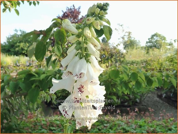 Digitalis purpurea 'Dalmatian White' | Vingerhoedskruid | Roter Fingerhut