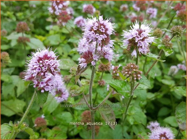 Mentha aquatica | Watermunt, Munt | Wasserminze