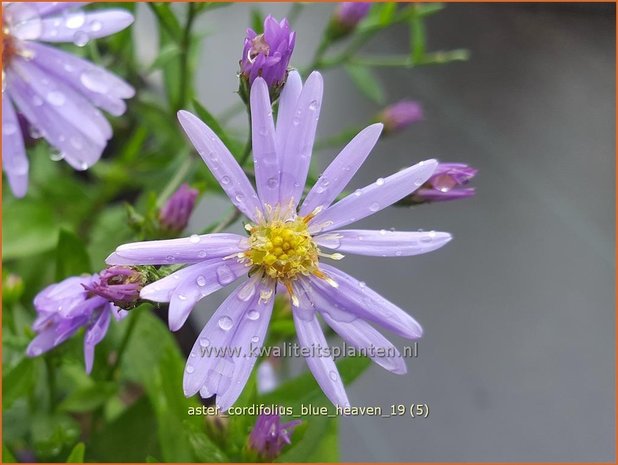 Aster cordifolius 'Blue Heaven' | Hartbladaster, Aster | Herzblättrige Schleier-Aster