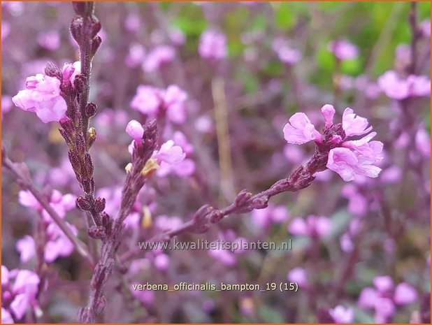 Verbena officinalis 'Bampton' | IJzerhard | Echtes Eisenkraut