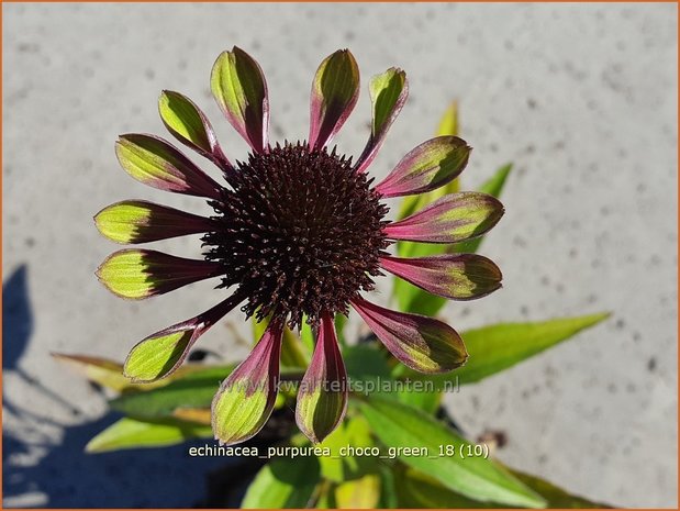 Echinacea purpurea 'Choco Green' | Rode zonnehoed, Zonnehoed | Roter Sonnenhut