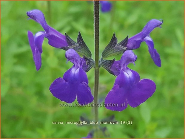 Salvia microphylla 'Blue Monrovia' | Salie, Salvia | Johannisbeersalbei