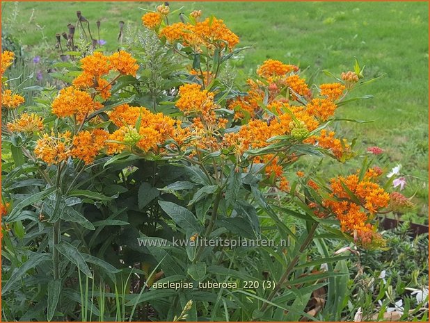 Asclepias tuberosa | Knolzijdeplant, Zijdeplant | Knollige Seidenpflanze