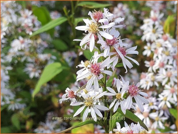 Aster cordifolius &#39;Silver Spray&#39; | Hartbladaster, Aster | Herzblättrige Schleier-Aster