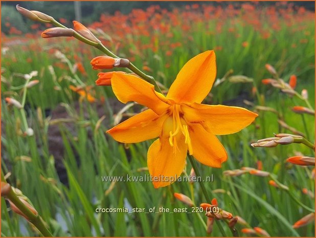 Crocosmia 'Star of the East' | Montbretia | Montbretie