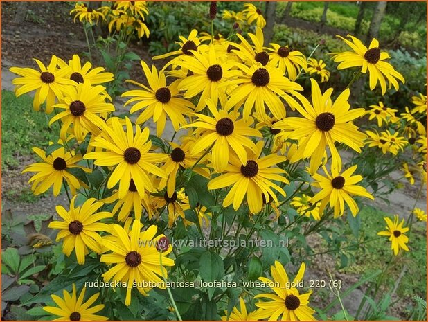 Rudbeckia subtomentosa &#39;Loofahsa Wheaton Gold&#39; | Zonnehoed | Schwachfilziger Sonnenhut