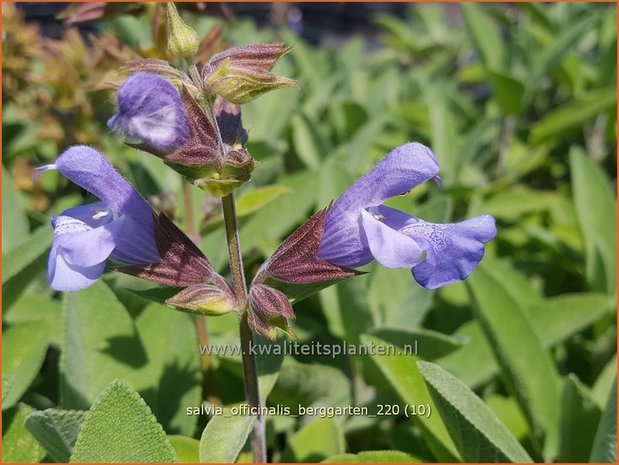 Salvia officinalis &#39;Berggarten&#39; | Echte salie, Keukensalie, Salie, Salvia | Echter Salbei