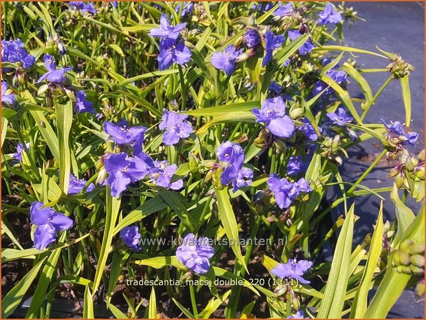 Tradescantia &#39;Mac&#39;s Double&#39; | Eendagsbloem, Vaderplant, Matrozensla | Dreimasterblume