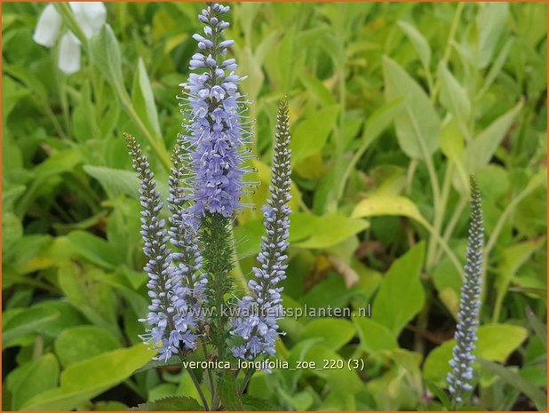 Veronica longifolia &#39;Zoe&#39; | Lange ereprijs, Ereprijs | Langblättriger Ehrenpreis