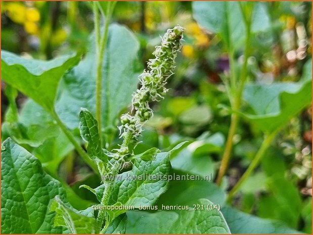 Chenopodium bonus-henricus | Brave Hendrik, Ganzenvoet | Guter Heinrich