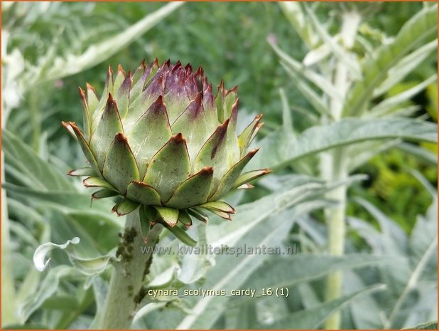 Cynara scolymus &#39;Cardy&#39; | Artisjok | Artischocke