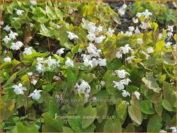 Epimedium &#39;Alabaster&#39; | Elfenbloem | Elfenblume