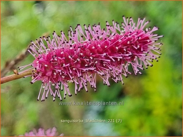 Sanguisorba 'Blackthorn' | Pimpernel, Sorbenkruid | Wiesenknopf