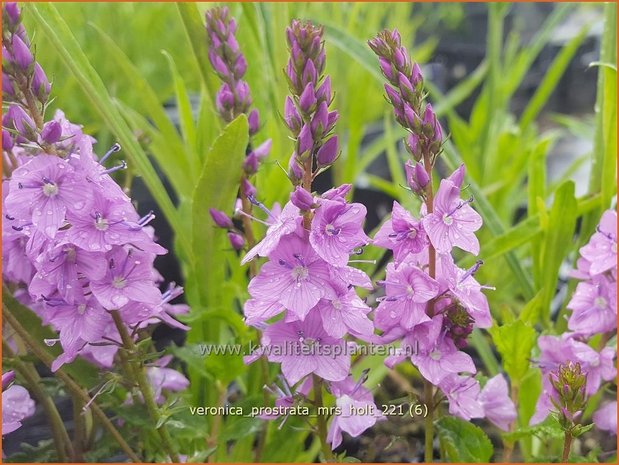 Veronica prostrata &#39;Mrs Holt&#39; | Liggende ereprijs, Ereprijs | Niederliegender Ehrenpreis