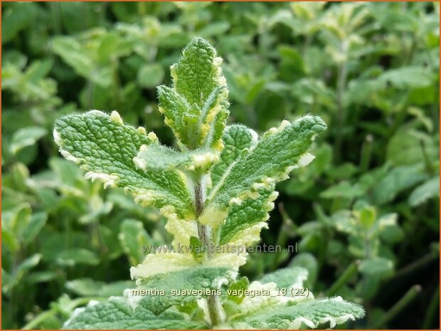 Mentha suaveolens &#39;Variegata&#39; | Witte munt, Munt | Buntblättrige Minze