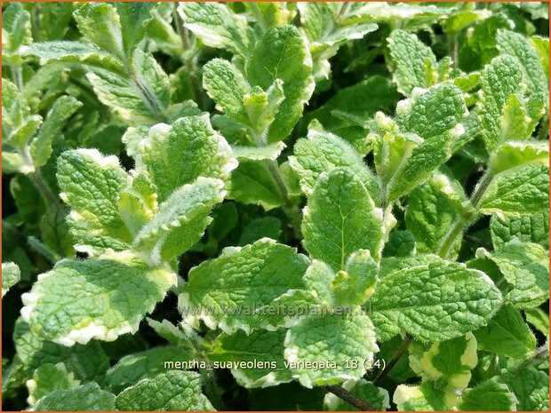 Mentha suaveolens &#39;Variegata&#39; | Witte munt, Munt | Buntblättrige Minze