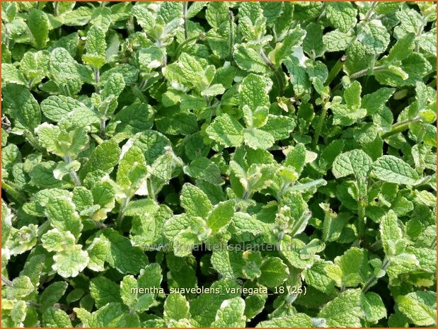 Mentha suaveolens &#39;Variegata&#39; | Witte munt, Munt | Buntblättrige Minze